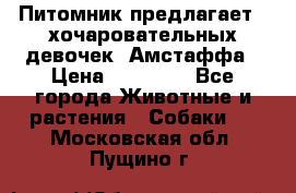 Питомник предлагает 2-хочаровательных девочек  Амстаффа › Цена ­ 25 000 - Все города Животные и растения » Собаки   . Московская обл.,Пущино г.